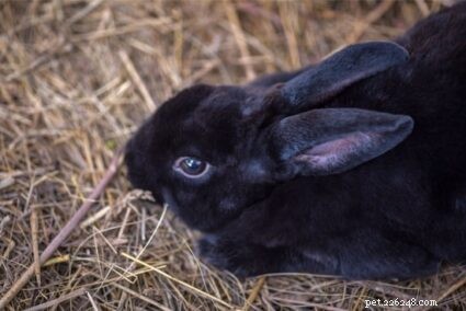 Choosing the Right Bedding for Your Rabbit: Comfort, Safety, and Health