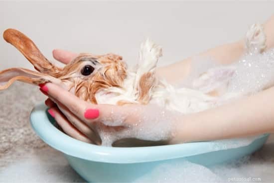 Safely Remove Yellow Urine Stains from Your Rabbit’s Fur and Feet