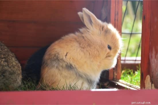 Safely Remove Yellow Urine Stains from Your Rabbit’s Fur and Feet