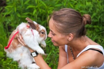 How to Move Your Indoor Rabbit Outdoors: 5 Expert Steps for a Safe Transition