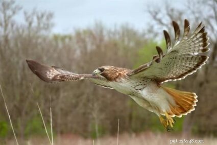 Safeguarding Your Outdoor Rabbit: Proven Predator-Protection Strategies