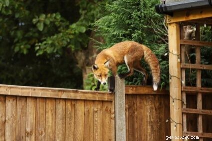 Safeguarding Your Outdoor Rabbit: Proven Predator-Protection Strategies