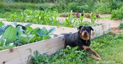 Safeguarding Your Outdoor Rabbit: Proven Predator-Protection Strategies