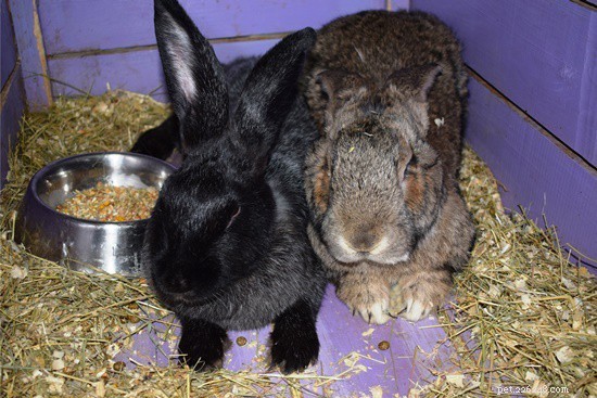 Flemish Giant Rabbits: Comprehensive Care Guide & Images for Pet Owners