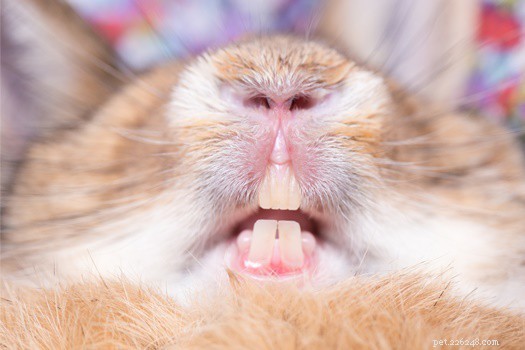 Keeping Your Rabbit’s Teeth Trim: A Simple Guide