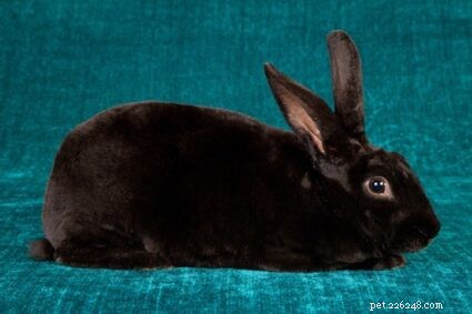 The Ultimate Rex Rabbit Care Guide: Nutrition, Housing, Health & Play