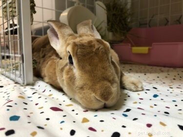 The Ultimate Rex Rabbit Care Guide: Nutrition, Housing, Health & Play