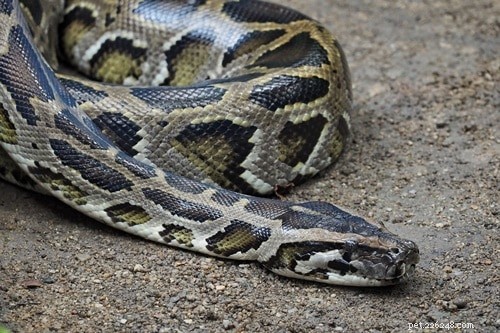 Safeguarding Rabbits from Snake Predators: Practical Housing & Prevention Tips