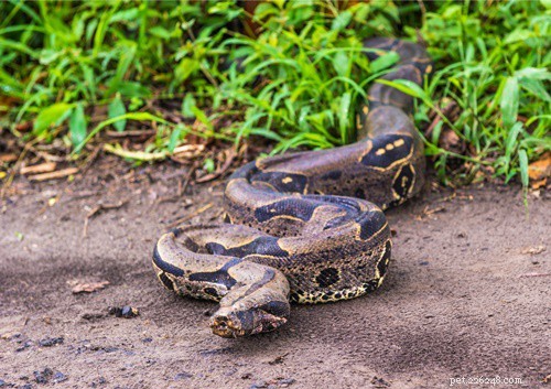 Safeguarding Rabbits from Snake Predators: Practical Housing & Prevention Tips