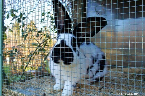 Keep Your Rabbit Cage Odor‑Free: Proven Cleaning Tips