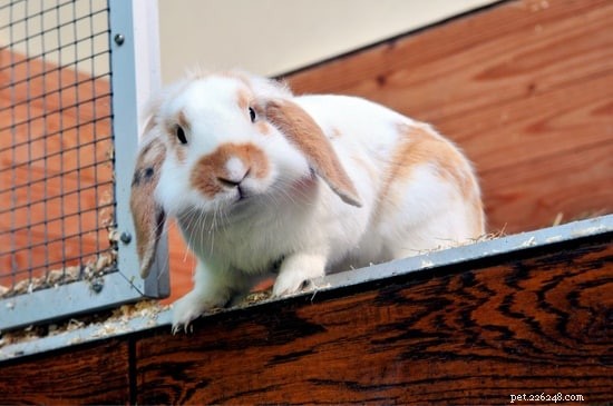 Keep Your Rabbit Cage Odor‑Free: Proven Cleaning Tips