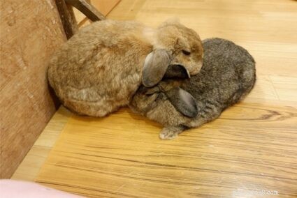 Rabbit Grooming 101: Hierarchy, Dominance, and Barbering Explained