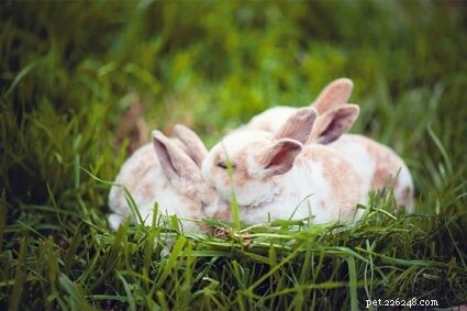 Rabbit Grooming 101: Hierarchy, Dominance, and Barbering Explained