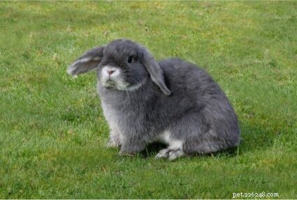 Managing False Pregnancy in Rabbits – Expert Care Tips