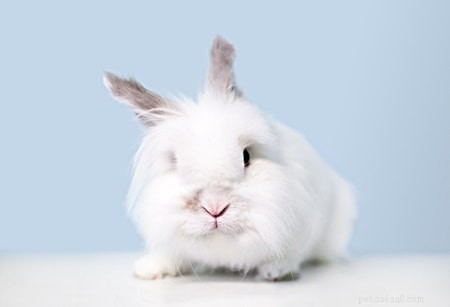 Caring for Jersey Wooly Rabbits: A Comprehensive Owner s Guide