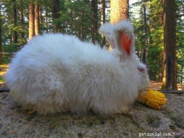 Comprehensive Care Guide for French Angora Rabbits: Tips, Nutrition, and Maintenance