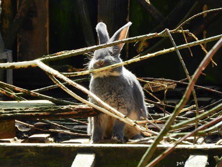Which Tree Branches Are Safe for Rabbits? Apple, Pine, Rose, Cedar, Olive & More