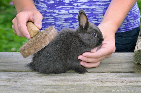How to Safely Remove Mats from Rabbit Fur: A Step-by-Step Guide
