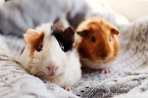 Top 10 Small Pets for Cuddling & Hugging: Your Trusted Guide