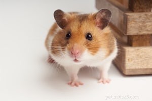 Top 10 Small Pets for Cuddling & Hugging: Your Trusted Guide