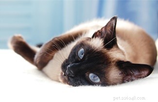 Top 10 Small Pets for Cuddling & Hugging: Your Trusted Guide