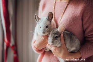 Top 10 Small Pets for Cuddling & Hugging: Your Trusted Guide