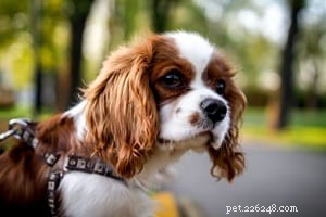Top 10 Small Pets for Cuddling & Hugging: Your Trusted Guide