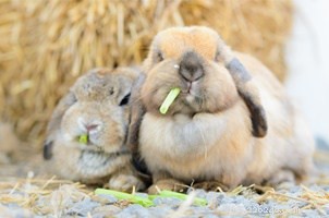 Top 10 Small Pets for Cuddling & Hugging: Your Trusted Guide