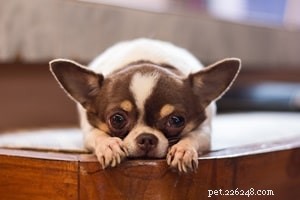 Top 10 Small Pets for Cuddling & Hugging: Your Trusted Guide