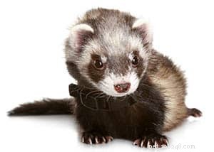 Top 10 Small Pets for Cuddling & Hugging: Your Trusted Guide