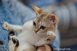 Top 10 Small Pets for Cuddling & Hugging: Your Trusted Guide