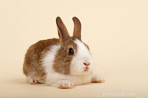 Top 10 Small Pets for Cuddling & Hugging: Your Trusted Guide