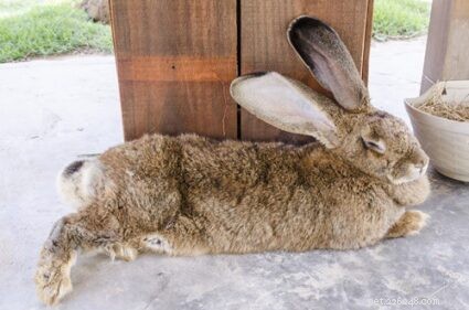 How to Care for Large Rabbits: Hutch, Food, Exercise, and Health Tips