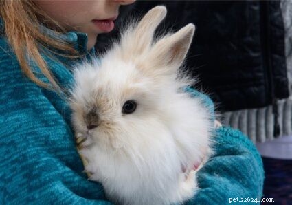 Lionhead Rabbits 101: Comprehensive Care Guide, Tips, and Photos