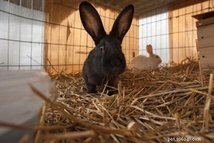 Indoor vs. Outdoor Rabbits: Choosing the Ideal Home for Your Pet