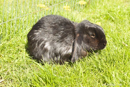 Essential Guide to Caring for Your Senior Rabbit