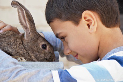 The Best Spots to Pet Your Rabbit for Maximum Comfort