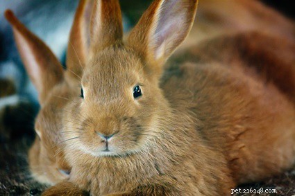 Understanding Why Your Rabbit Might Bite: Causes and Solutions