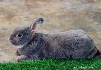 Exploring Rabbit Personalities: How Breeds Influence Behavior