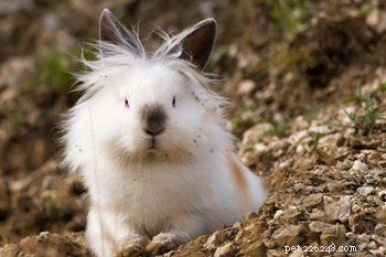 Exploring Rabbit Personalities: How Breeds Influence Behavior