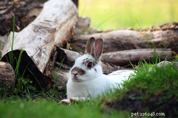 Exploring Rabbit Personalities: How Breeds Influence Behavior