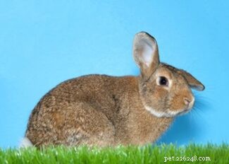 Exploring Rabbit Personalities: How Breeds Influence Behavior