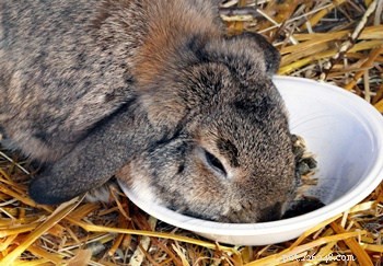 Exploring Rabbit Personalities: How Breeds Influence Behavior