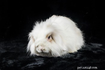 Exploring Rabbit Personalities: How Breeds Influence Behavior