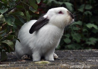 Exploring Rabbit Personalities: How Breeds Influence Behavior