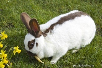 Exploring Rabbit Personalities: How Breeds Influence Behavior
