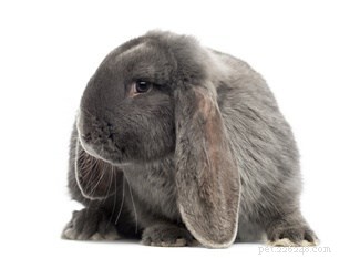 Exploring Rabbit Personalities: How Breeds Influence Behavior