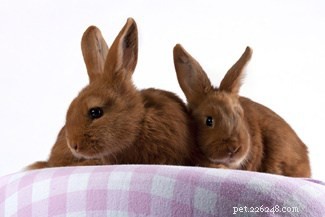 Exploring Rabbit Personalities: How Breeds Influence Behavior