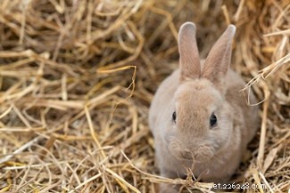 Exploring Rabbit Personalities: How Breeds Influence Behavior