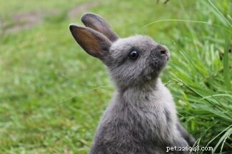 Exploring Rabbit Personalities: How Breeds Influence Behavior